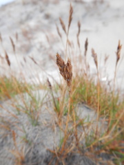 Festuca richardsonii