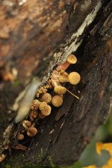 Armillaria borealis