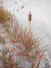 Festuca richardsonii