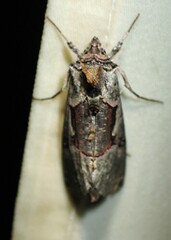 Autographa ampla