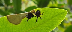 Apoderinae