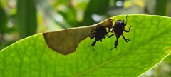 Apoderinae