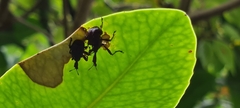 Apoderinae