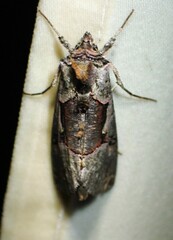 Autographa ampla
