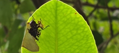 Apoderinae