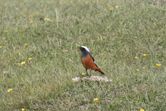 Phoenicurus erythrogastrus