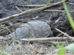 Mauremys leprosa leprosa
