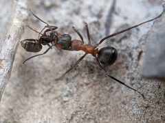Formica polyctena × rufa