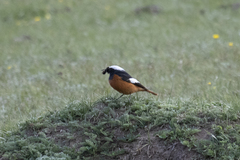 Phoenicurus erythrogastrus