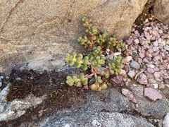 Sedum divergens
