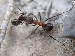 Formica polyctena × rufa