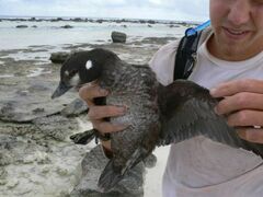 Histrionicus histrionicus