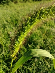 Setaria viridis pycnocoma