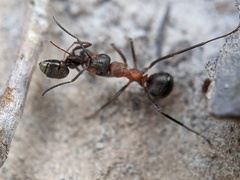 Formica polyctena × rufa
