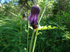 Cirsium rivulare