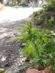 Cannabis sativa spontanea