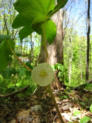 Podophyllum peltatum