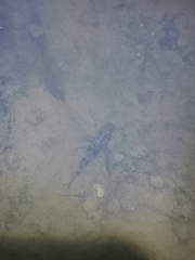 Odontobutis obscurus