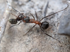 Formica polyctena × rufa