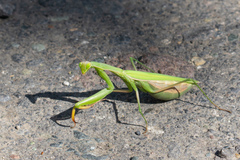 Mantis religiosa