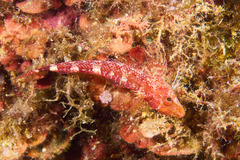 Tripterygion delaisi