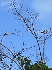 Tyrannus caudifasciatus