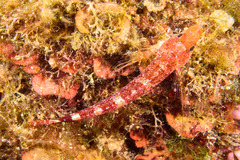 Tripterygion delaisi