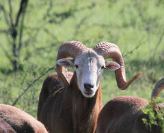 Ovis aries