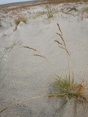 Deschampsia cespitosa cespitosa