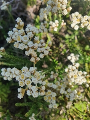 Helichrysum teretifolium