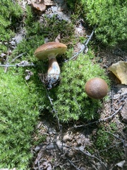Suillus ampliporus