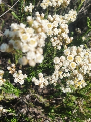 Helichrysum teretifolium