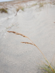 Deschampsia cespitosa cespitosa