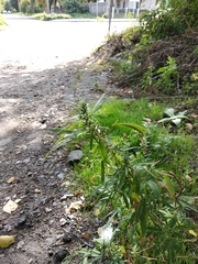 Cannabis sativa spontanea