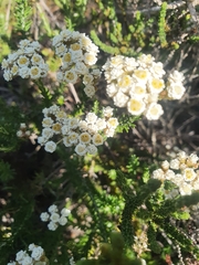 Helichrysum teretifolium