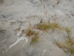 Deschampsia cespitosa cespitosa