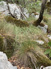 Festuca bosniaca