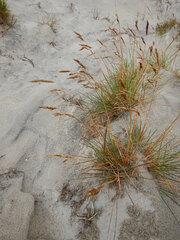 Deschampsia cespitosa cespitosa