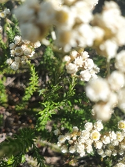 Helichrysum teretifolium