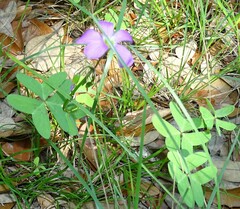 Oxalis drummondii