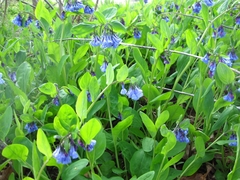 Mertensia virginica