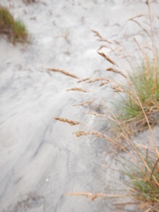 Deschampsia cespitosa cespitosa