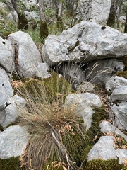 Festuca bosniaca