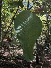 Magnolia macrophylla