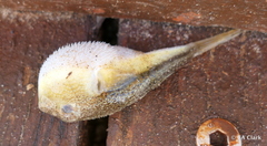 Torquigener squamicauda