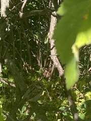 Passer domesticus