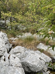 Festuca bosniaca