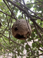 Amphibolips quercuspomiformis