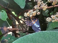 Catasticta teutila