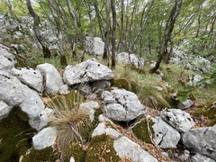 Festuca bosniaca